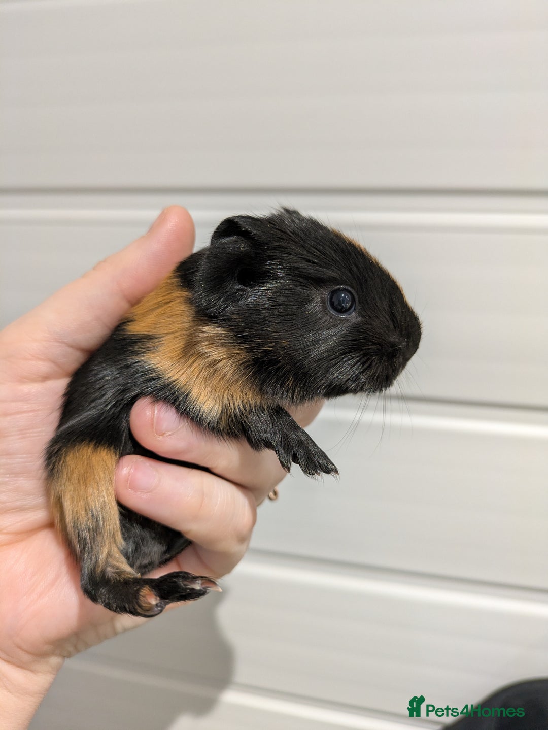 Guinea Pig rodents for sale: Guinea pigs location Dagenham Essex  - Advert 4