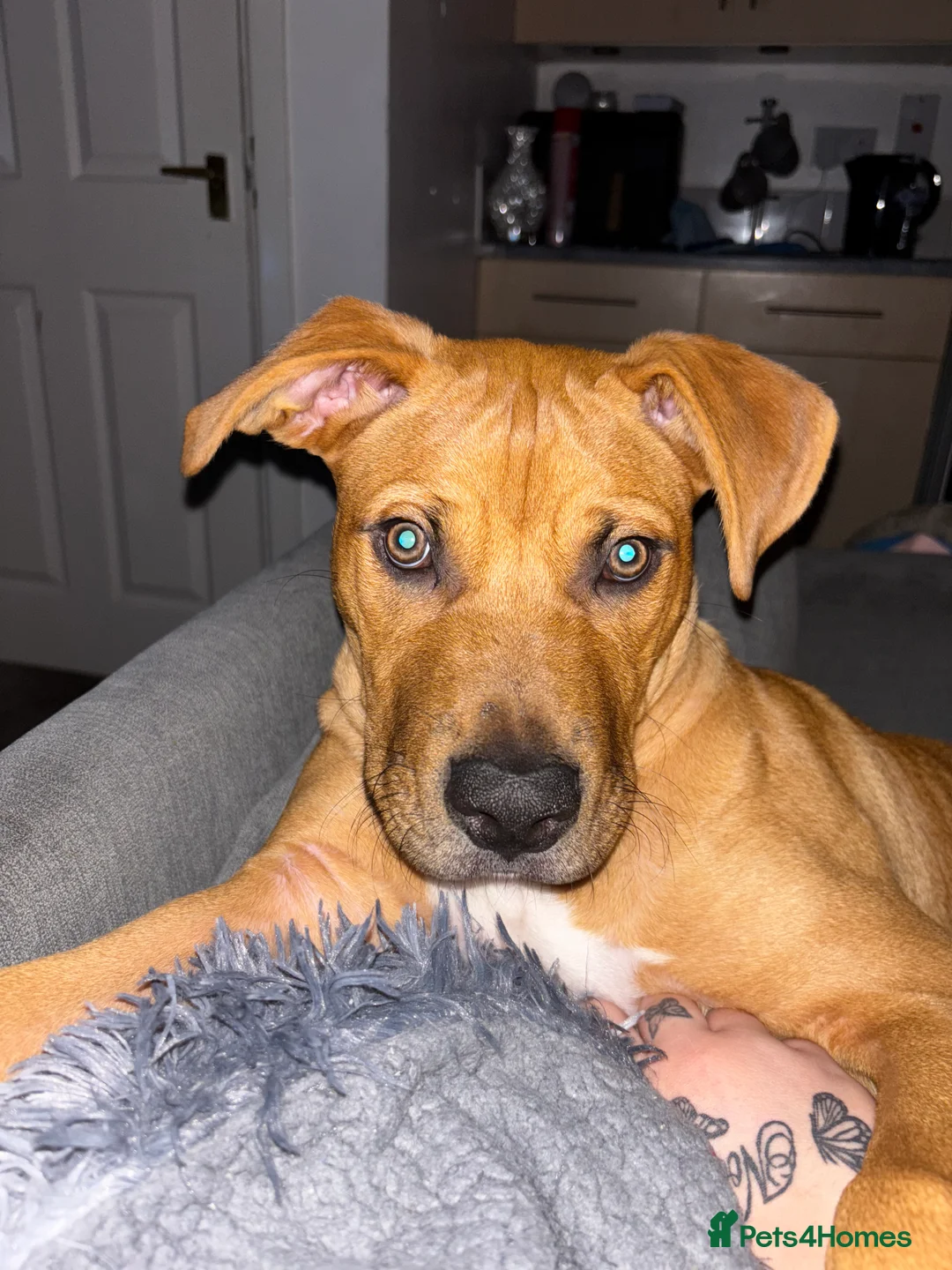 Mixed Breed dogs for sale: Cane corso x American bulldog pup - Advert 5