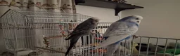 Budgerigars birds for sale: 2 Male Budgies, Cage, Accessories, Food - Advert 4