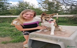 Mixed Breed dogs for adoption: 💖🐶 ZEENA 🐶💖 - Image 12