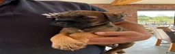 Border Terrier dogs for sale: Border terrier puppies  - Advert 4