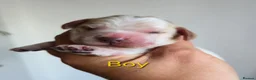 Cocker Spaniel dogs for sale: KC Reg Show Cocker Spaniel Sable Puppies - Advert 3