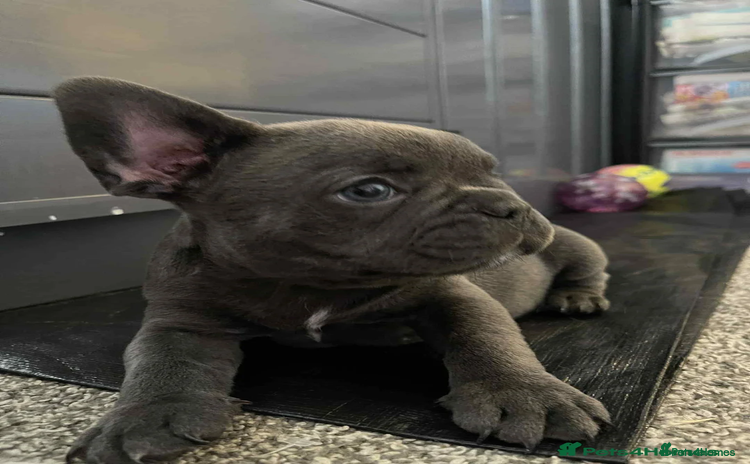 French Bulldog dogs - Advert 3