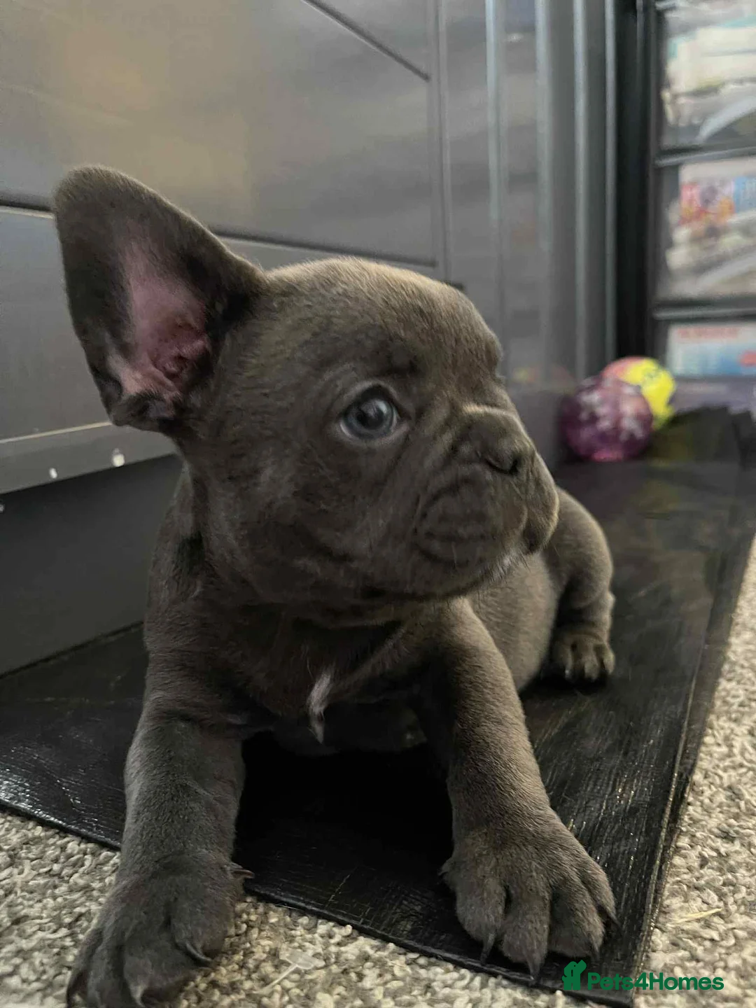 French Bulldog dogs for sale: Charming selection of French Bulldog puppies - Image 1
