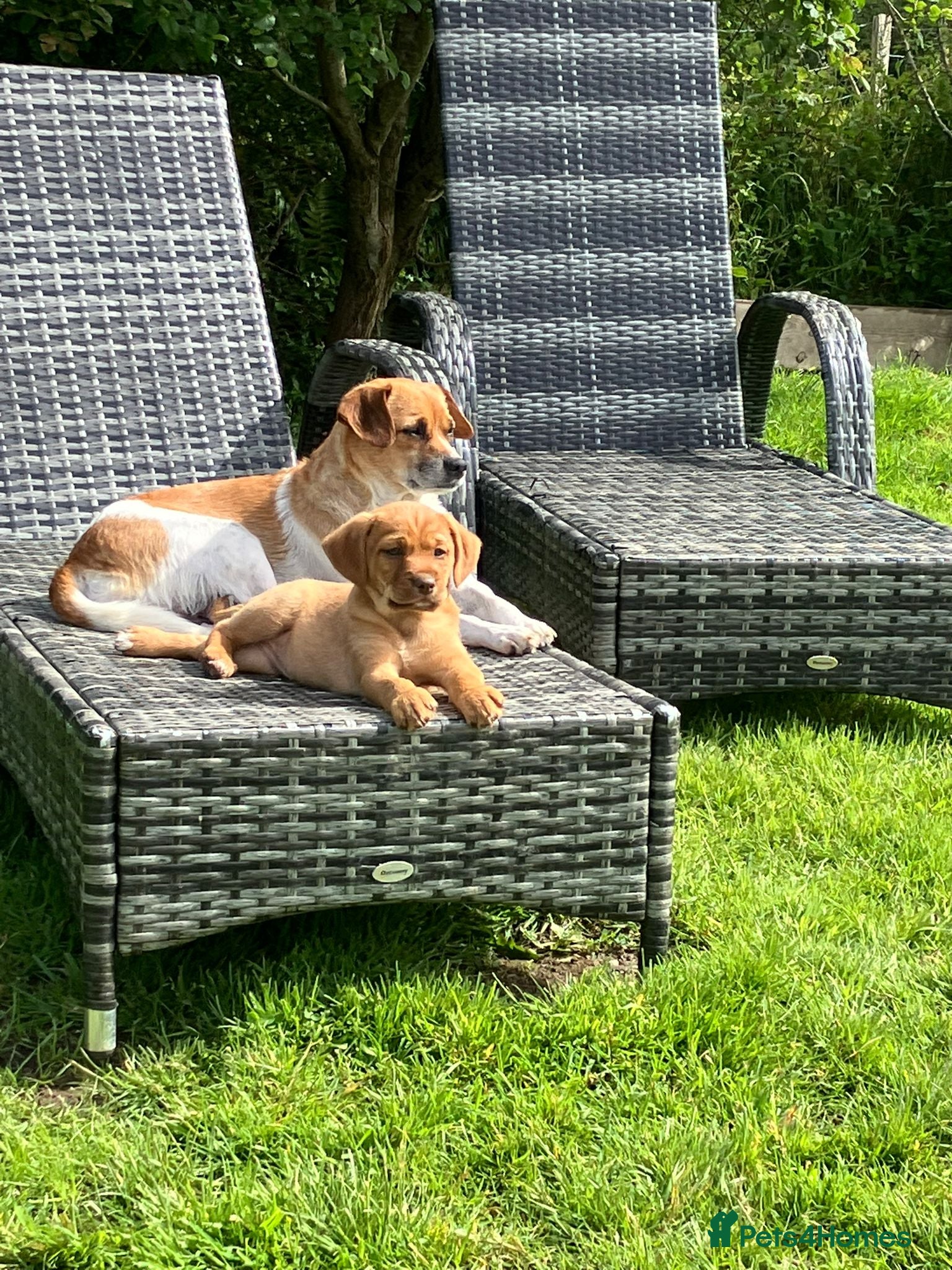 Mixed Breed dogs Gorgeous Mixed Breed Puppies  - Advert 6