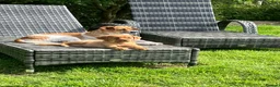 Mixed Breed dogs for sale: Gorgeous female Mixed Breed Puppy- ready now :) - Advert 1