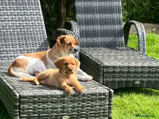 Mixed Breed dogs Gorgeous Mixed Breed Puppies - Advert 6