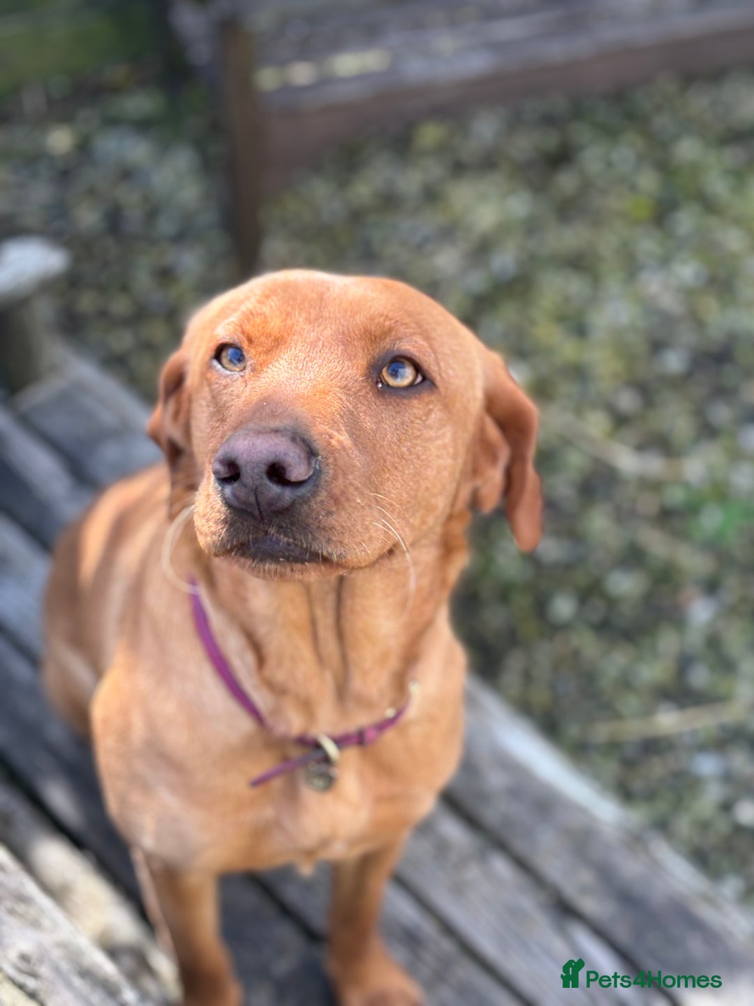 Goldador dogs for sale: Fox red goldador puppies ❤️ - Image 23