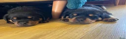 Rottweiler dogs for sale: Health tested Rottweiler puppy’s for sale  - Advert 4