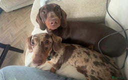 Dachshund dogs for sale: Rehoming two sisters, need to go to the same home - Image 1