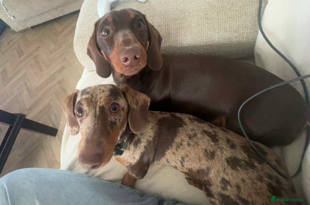 Dachshund dogs for sale: Rehoming two sisters, need to go to the same home - Image 1