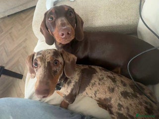 Dachshund dogs - Advert 30