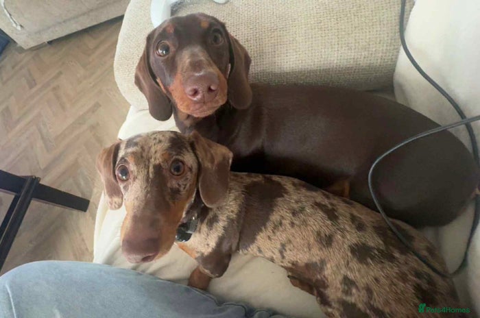 Dachshund dogs - Advert 2