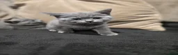 British Shorthair cats for sale: British Shorthair kittens READY NOW - Advert 10