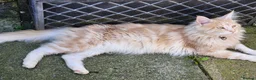 Maine Coon cats for sale: Maine Coon ginger Ready Now!! Absolutely gorgeous! - Advert 25