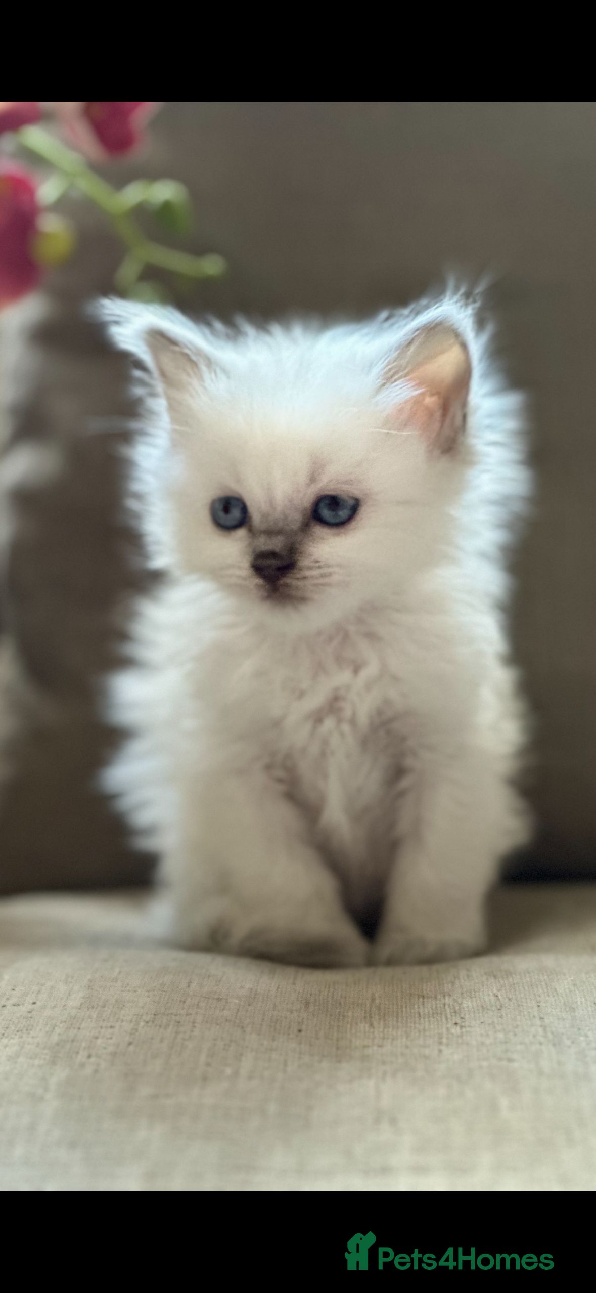 Ragdoll cats 🌼GCCF WAITIING LIST NOW OPEN 🌼 - Advert 15