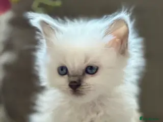 Ragdoll cats 🌼GCCF WAITIING LIST NOW OPEN 🌼 - Advert 15