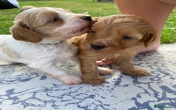 Cavapoo dogs for sale: Cavapoo Puppies - Image 6
