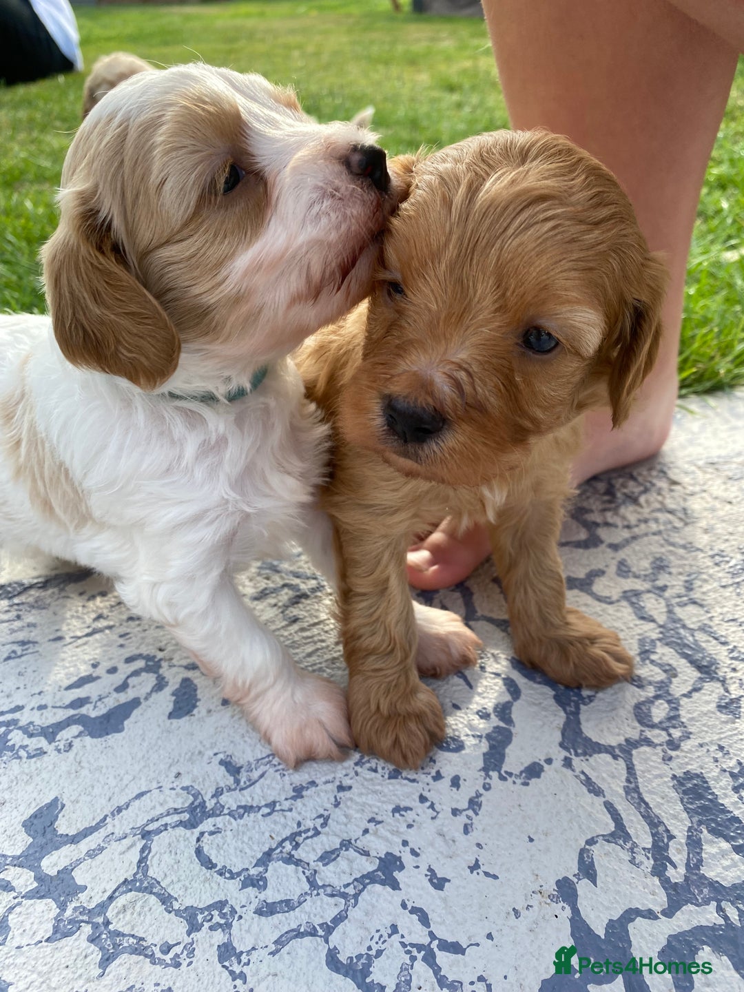 Cavapoo dogs for sale: Cavapoo Puppies - Image 6