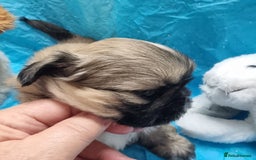 Shih Tzu dogs for sale: Kc reg stunning very tiny babies boys/girls - Image 13