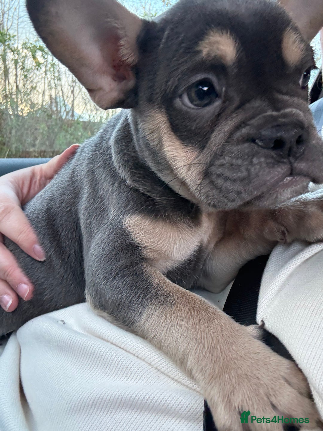 French Bulldog dogs for sale: French bulldog pup - Advert 1