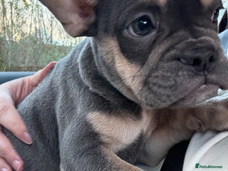 French Bulldog dogs French bulldog pup - Advert 1