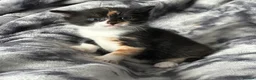 Mixed Breed cats for sale: Turkish Angora x Ragdoll x BLH  - Advert 1