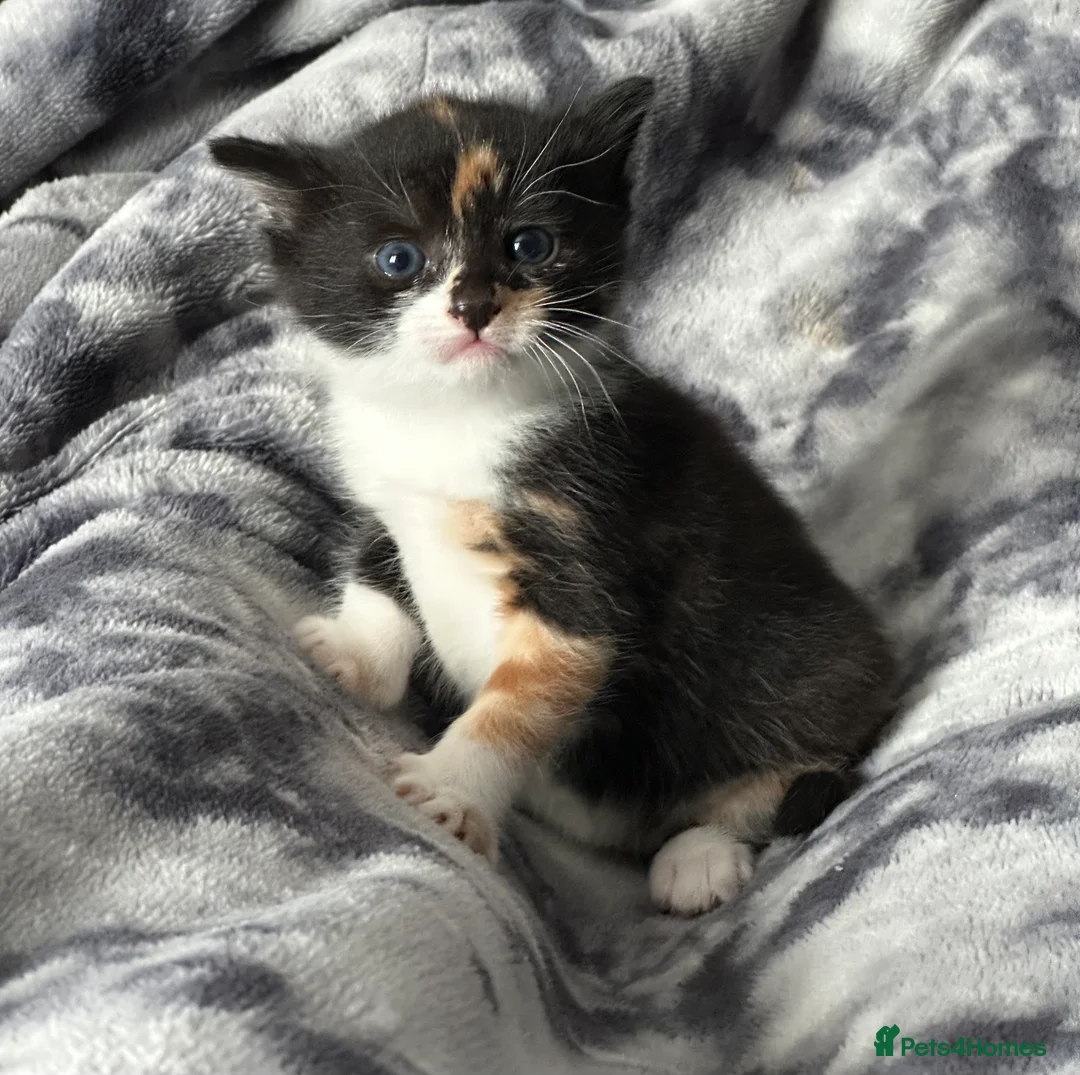 Mixed Breed cats for sale: Turkish Angora x Ragdoll x BLH  - Advert 1