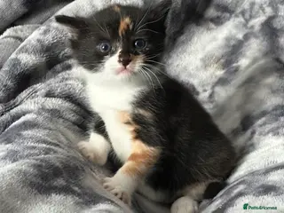 Mixed Breed cats Turkish Angora x Ragdoll x BLH - Advert 1