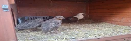 Quail poultry for sale: Coturnix quail and snowflake bobwhite  - Advert 19