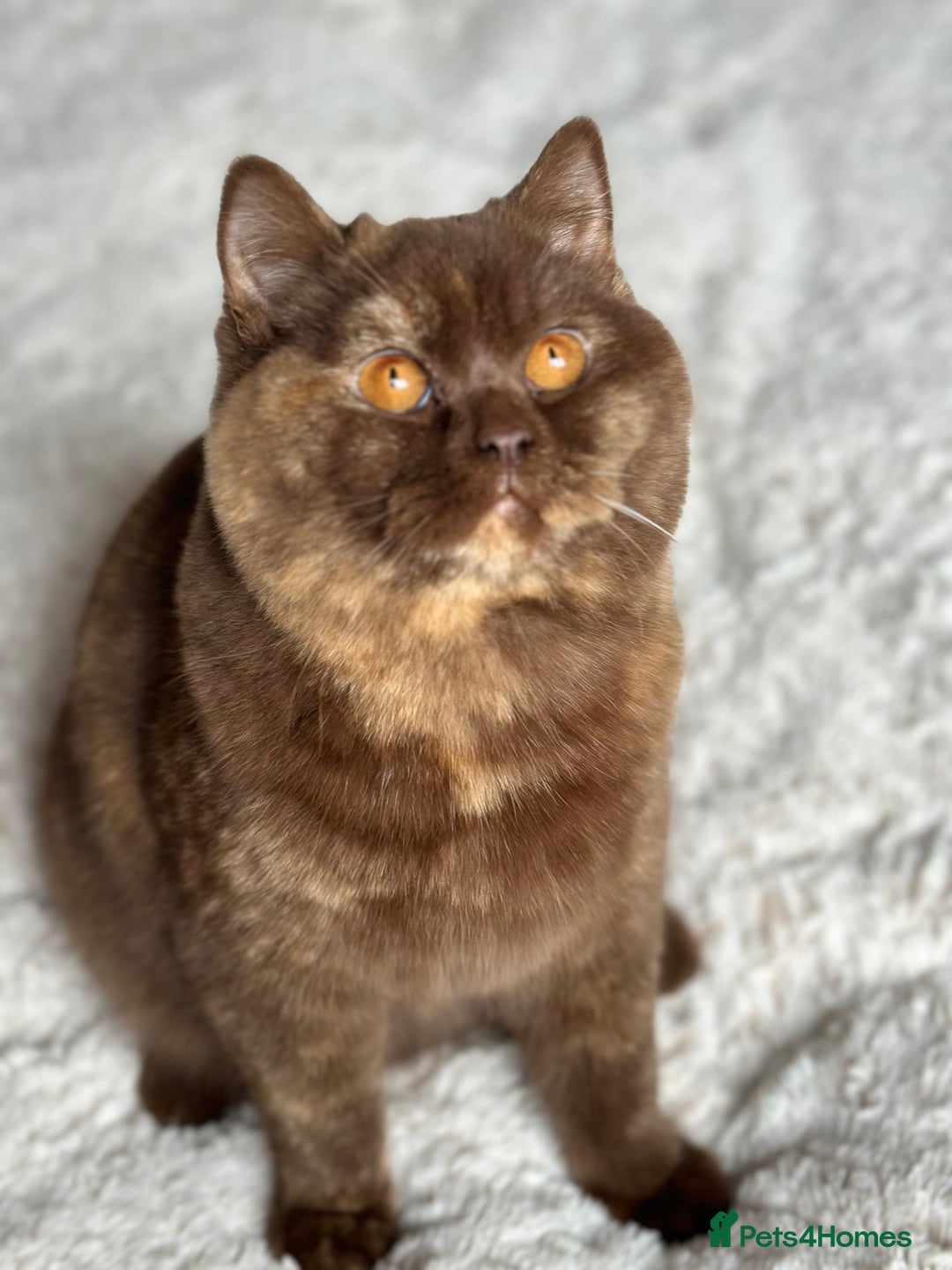 British Shorthair cats for sale: TICA, Exceptional line, BSH and BLH kittens🐾 - Advert 11