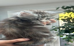 Maine Coon cats for sale: Silver Tortie Tabby Girl Maine Coon Kitten  in Northwich - Image 4