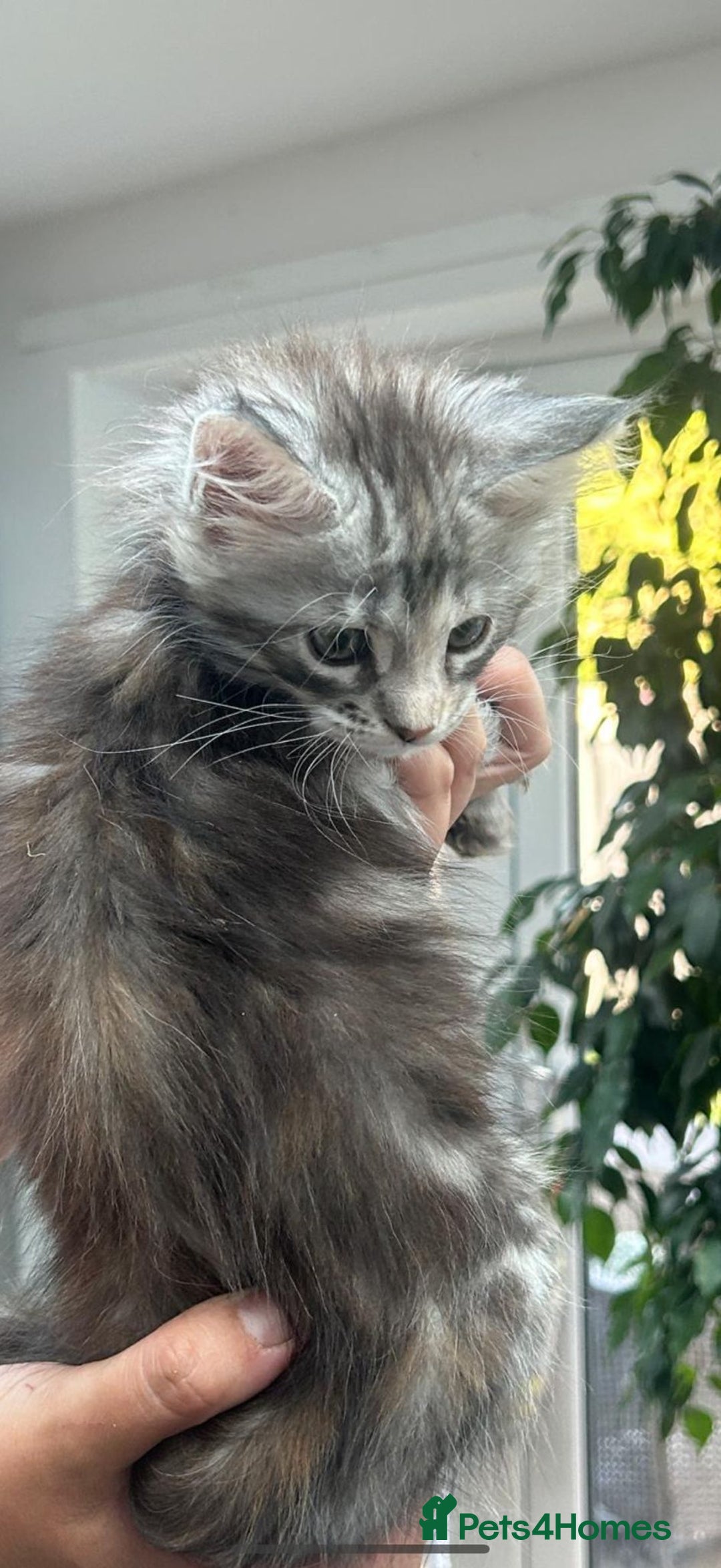 Maine Coon cats for sale: Silver Tortie Tabby Girl Maine Coon Kitten  in Northwich - Image 4