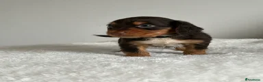 Cocker Spaniel Puppy 2