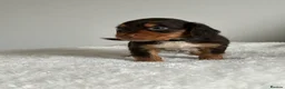 Cocker Spaniel dogs for sale: Cocker spaniel puppies  - Advert 4
