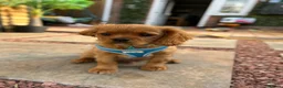 Cavalier King Charles Spaniel dogs for sale: George in Basildon - Advert 3