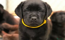 Labrador Retriever dogs for sale: Chunky Working Lab Puppies  - Image 2