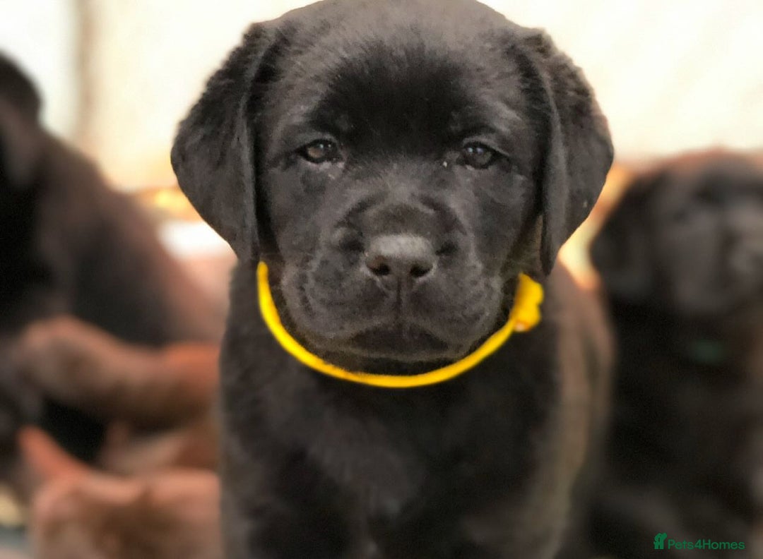 Labrador Retriever dogs for sale: Chunky Working Lab Puppies  - Image 2