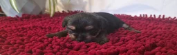 Yorkshire Terrier dogs for sale: Yorkshire Terrier Puppies 3 Girls & 1 Boy in Bolton - Advert 18