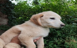 Labradoodle dogs for sale: Labradoodle / Fox Red Labrador X Puppies - Image 25