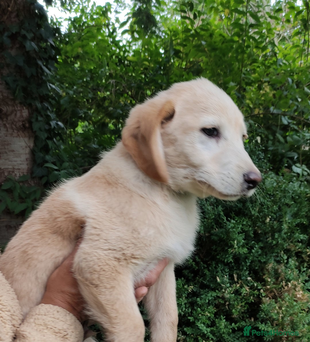 Labradoodle dogs for sale: Labradoodle / Fox Red Labrador X Puppies - Image 25