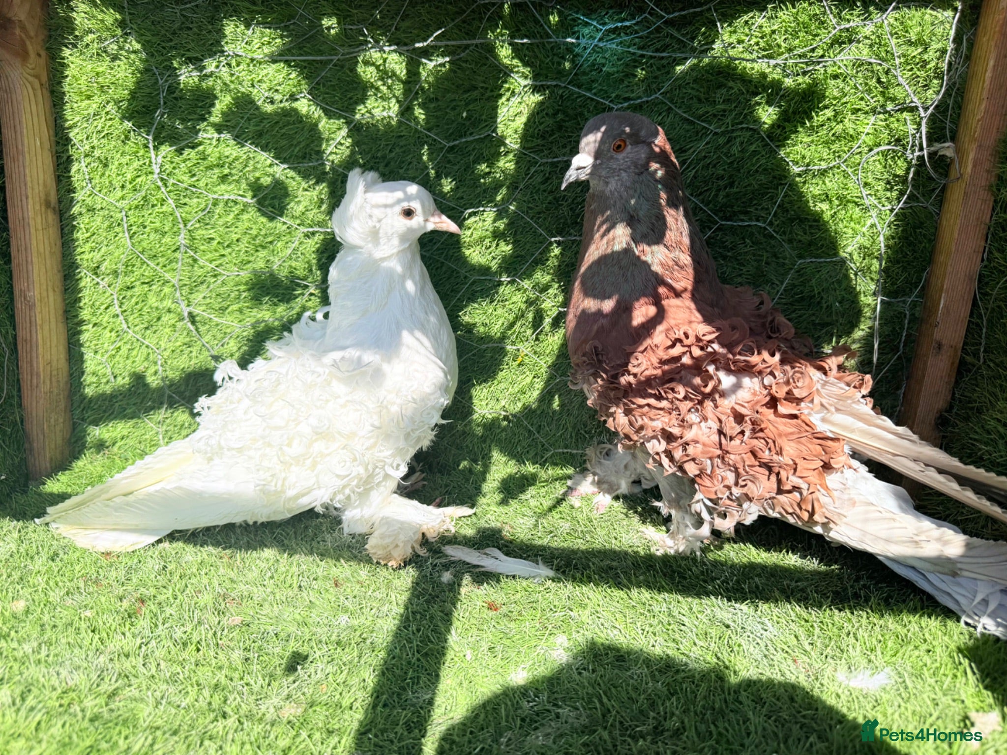 Pigeons birds Beautiful Vaccinated Breeding Pigeons ready to go - Advert 2