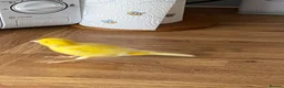 Canaries birds for sale: Five month old male canary in Woodbridge - Advert 6
