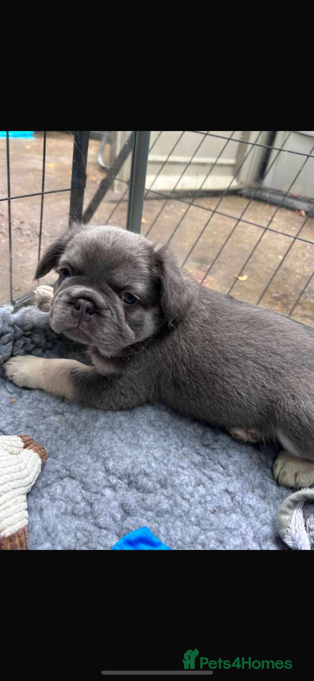 French Bulldog dogs for sale: Quality 5star🌟full visual fluffy French bulldogs  - Image 20