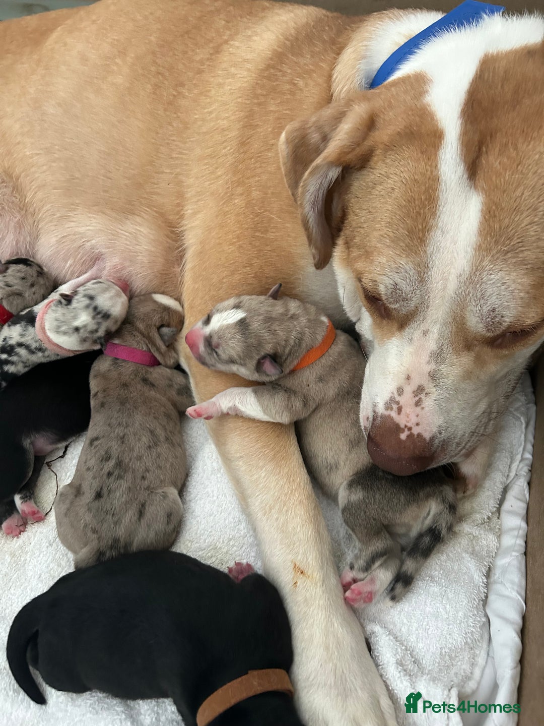 Siberian Husky dogs for sale: Husky cross pups! - Image 13