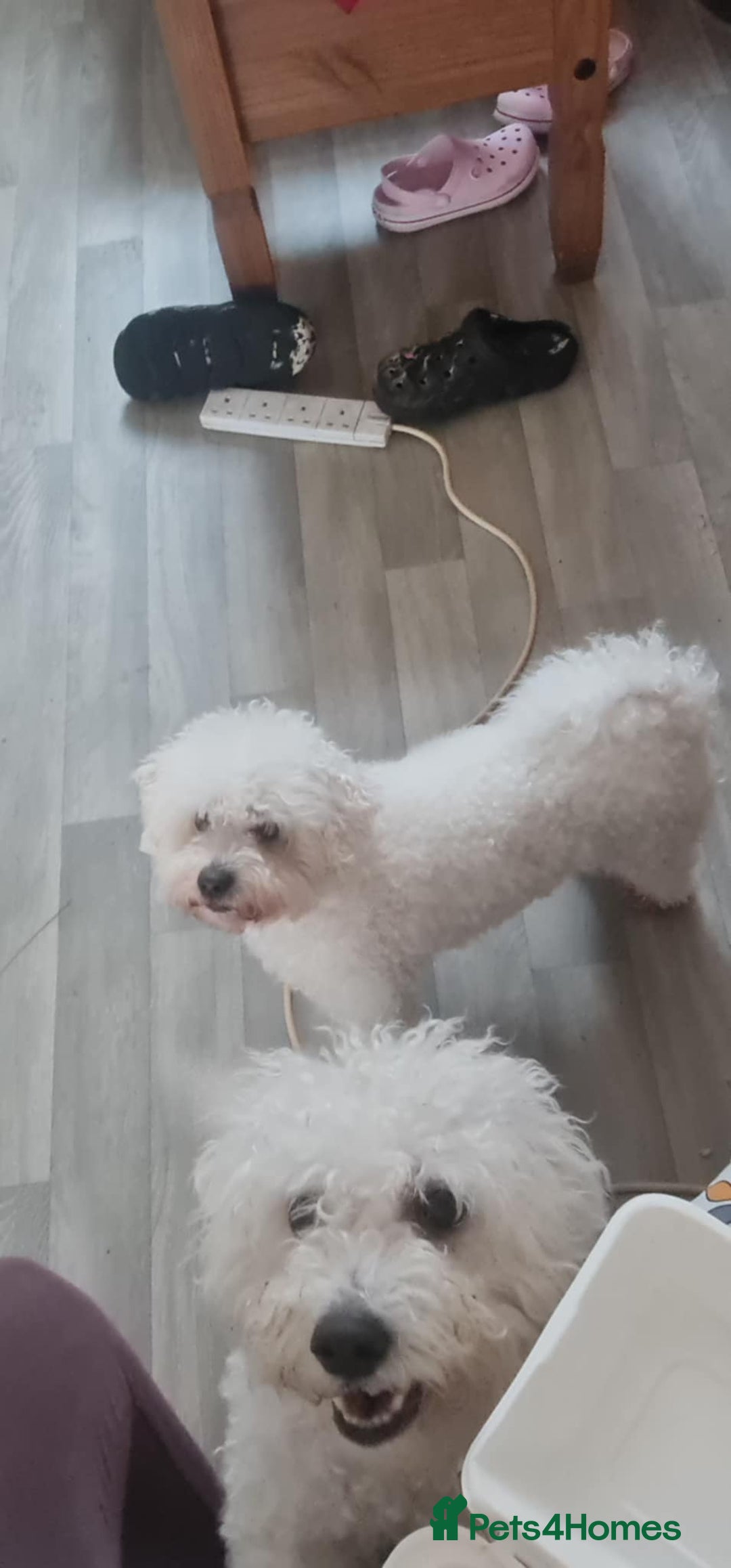 Bichon Frise dogs for sale: Bicho frize  - Image 5