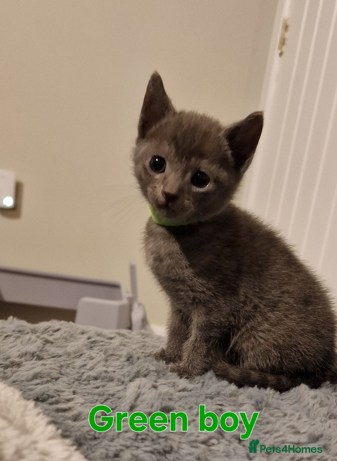 Russian Blue cats for sale: 7 Beautiful Russian Blues kittens 5 Girls 2 Boys. - Advert 10
