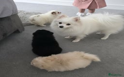 Pomeranian dogs for sale: Pomeranian puppies  - Image 25