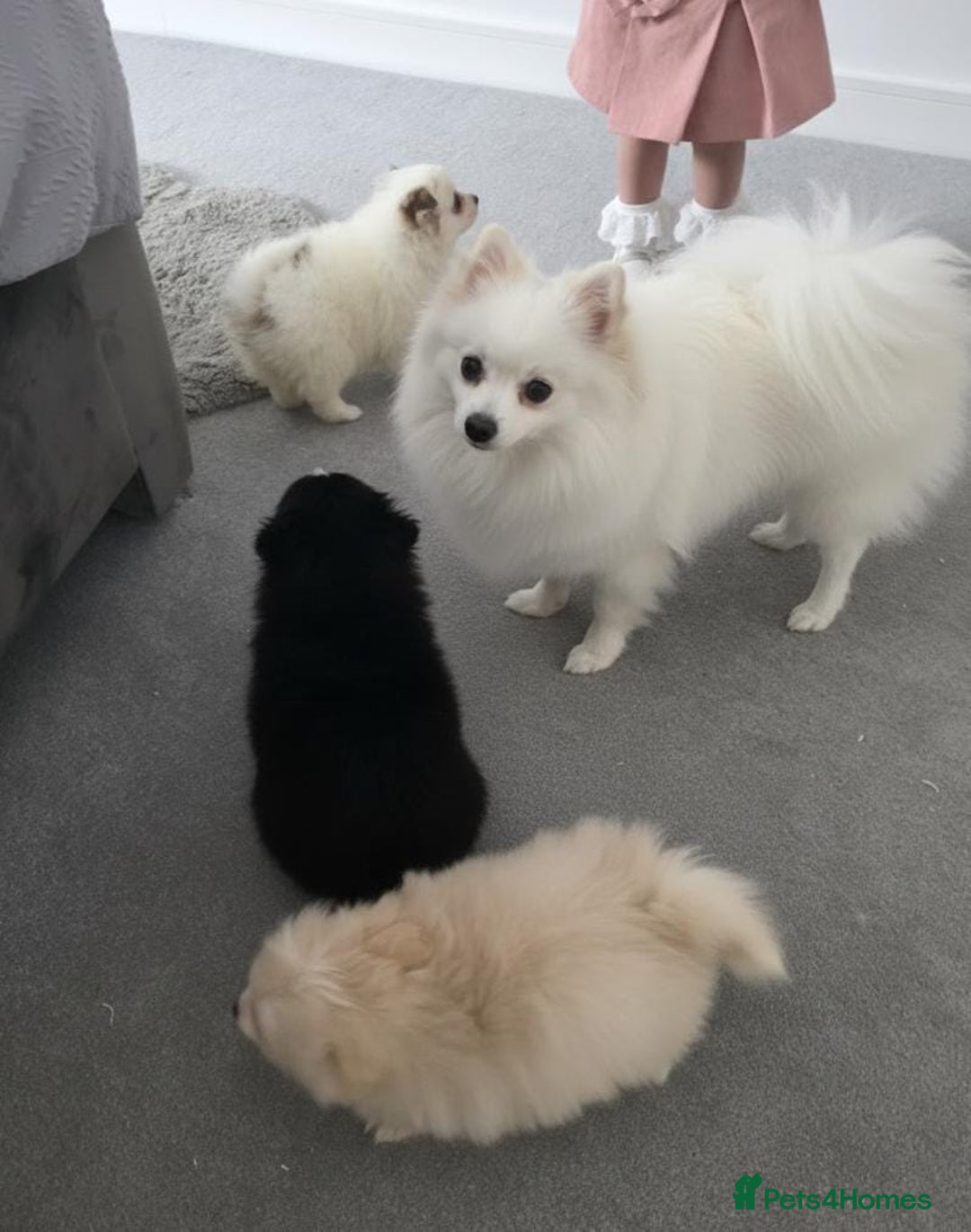 Pomeranian dogs for sale: Pomeranian puppies  - Image 25