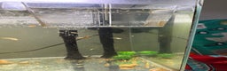 Other/Mixed Breed fish for sale: Baby guppy fish - Advert 3